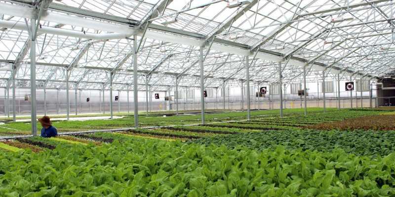 نصب و نگهداری و قیمت پلی کربنات برای گلخانه